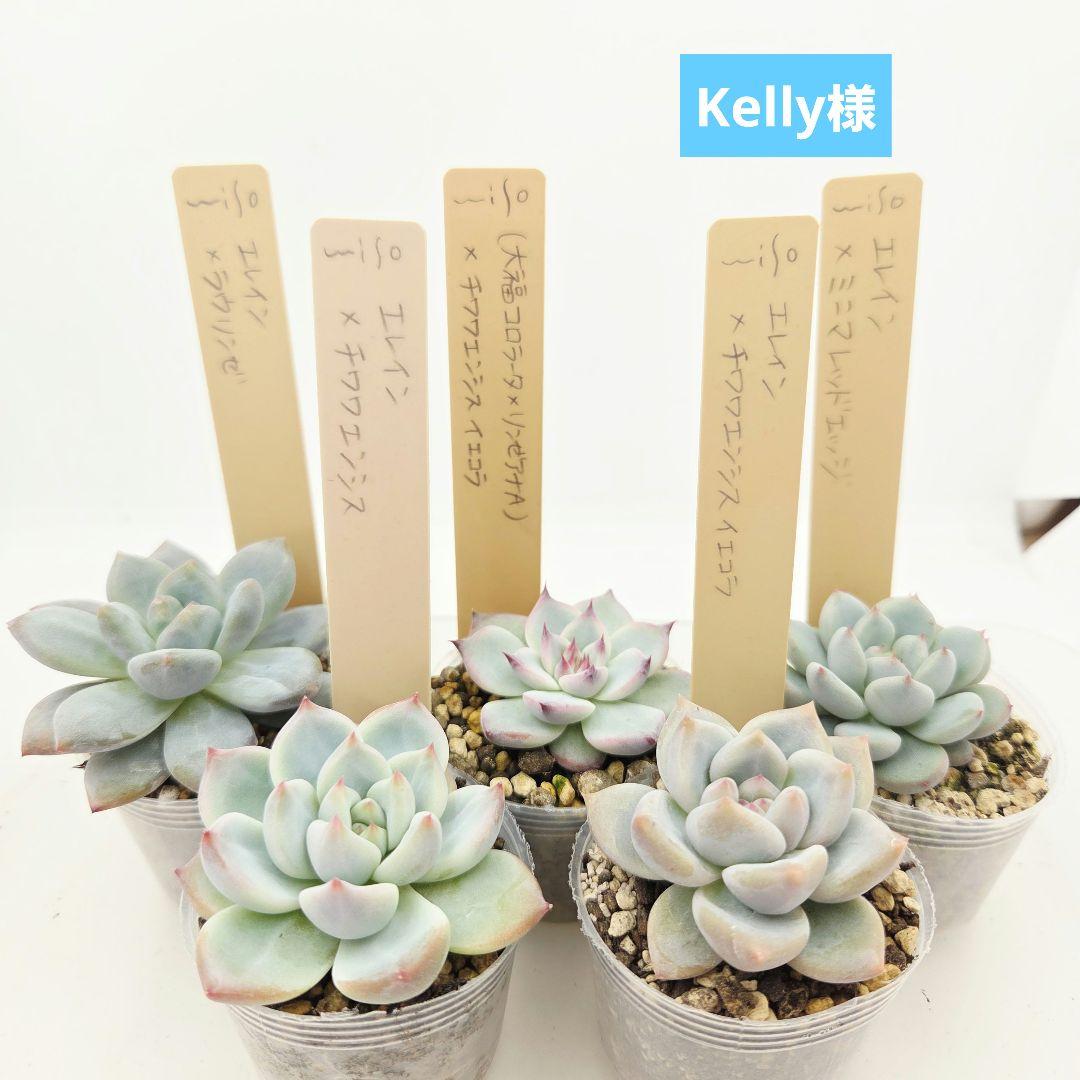 Kelly様 5苗
