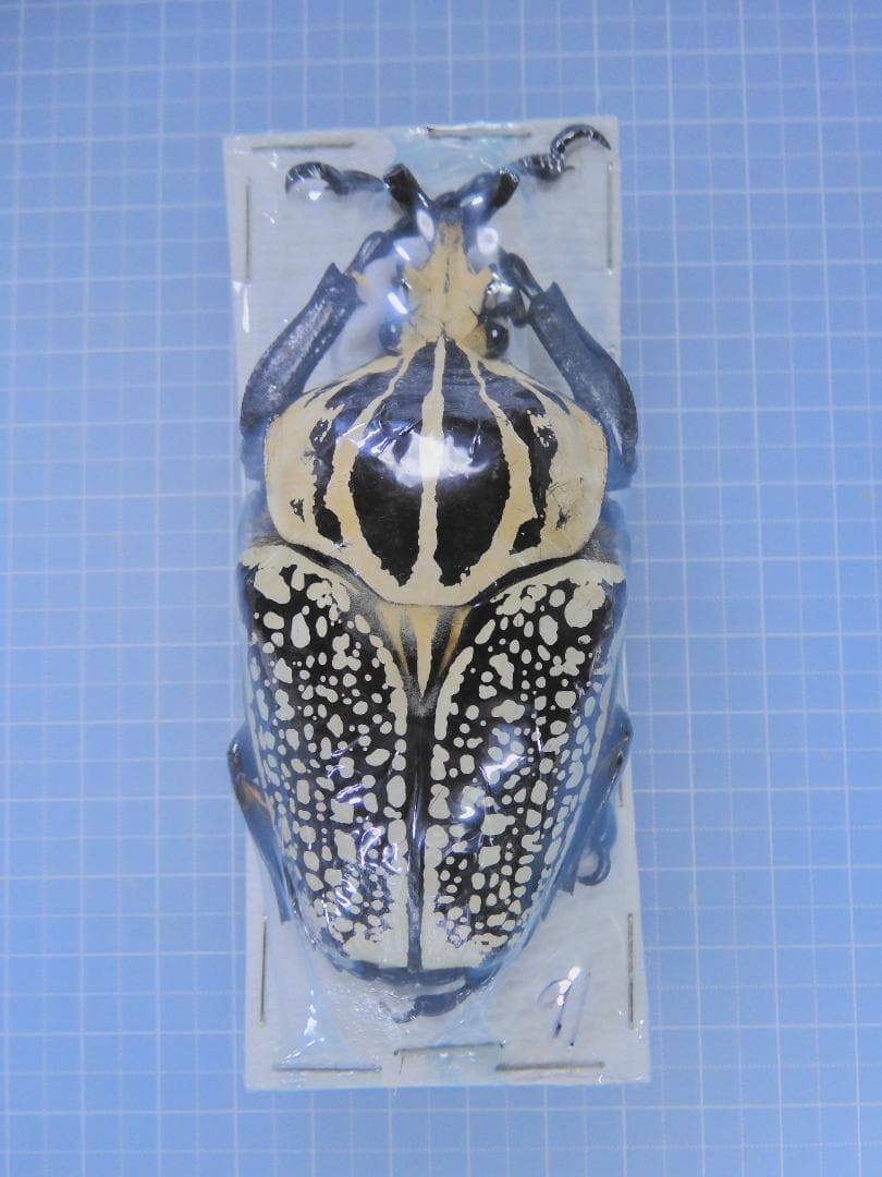 標本 Congo Goliathus orientalis 91mm