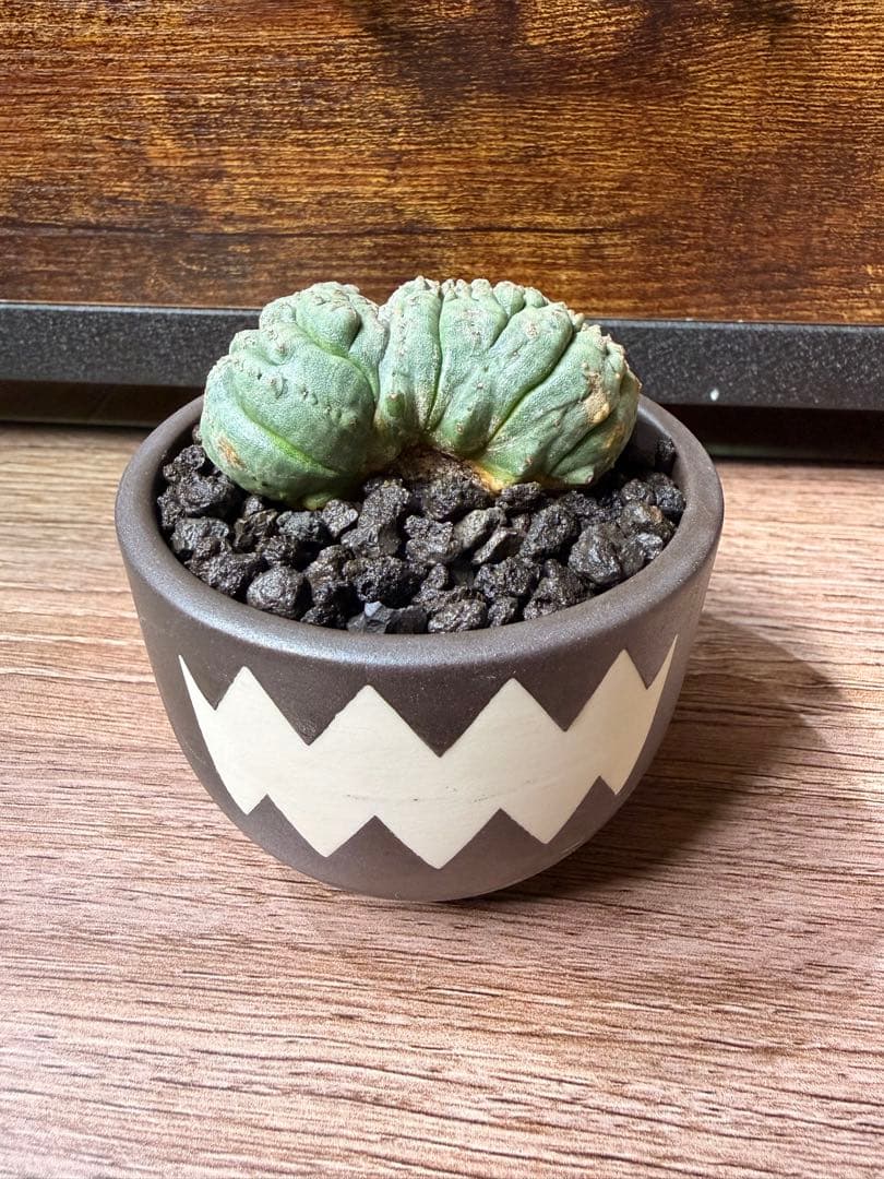 ユーフォルビアオベサ(モンスト)