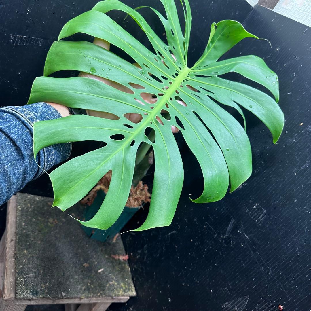 D*e様 モンステラデリシオーサマクロコズム超希少系統鉢植え54㎝