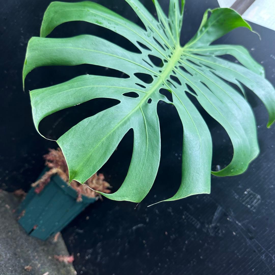 D*e様 モンステラデリシオーサマクロコズム超希少系統鉢植え54㎝