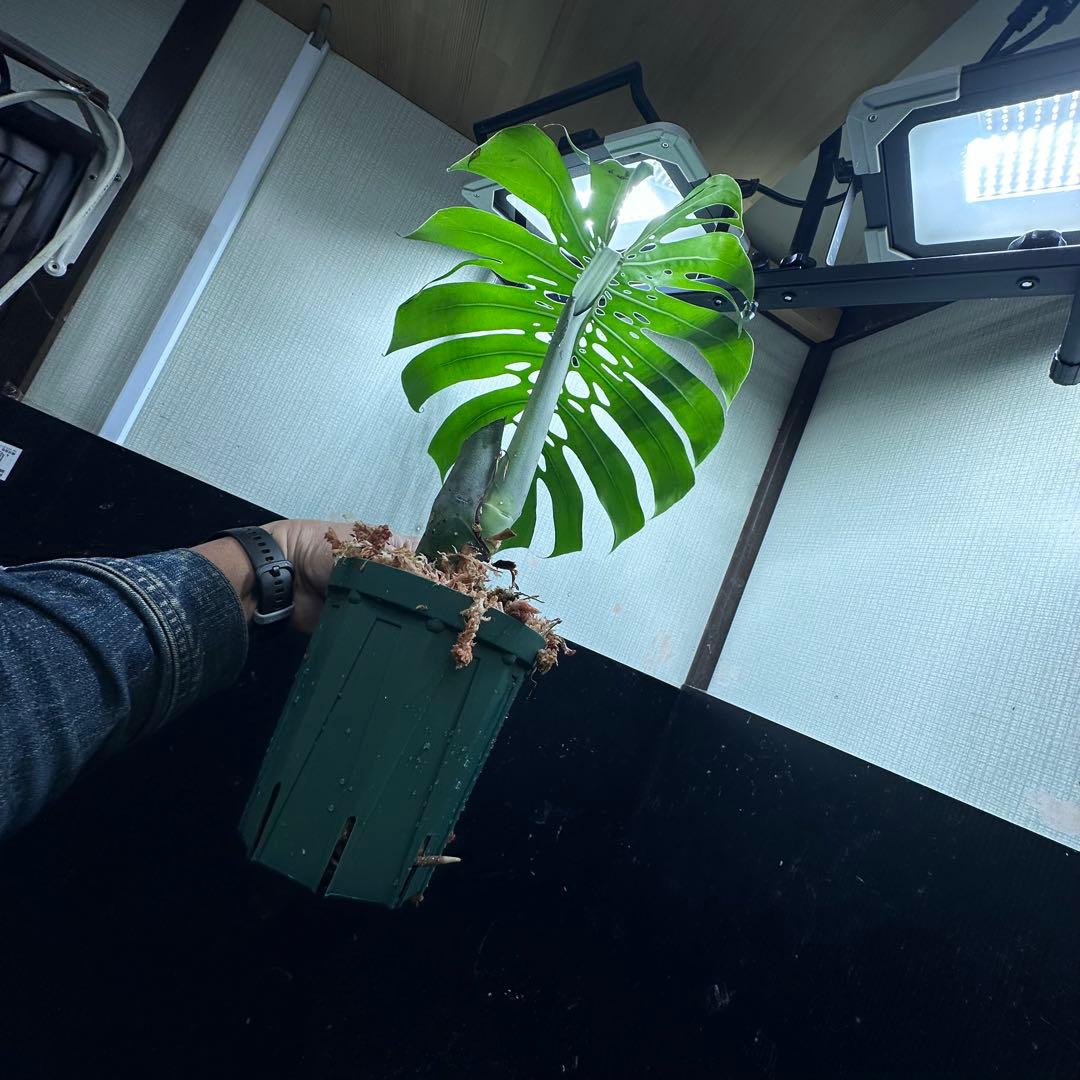 D*e様 モンステラデリシオーサマクロコズム超希少系統鉢植え54㎝
