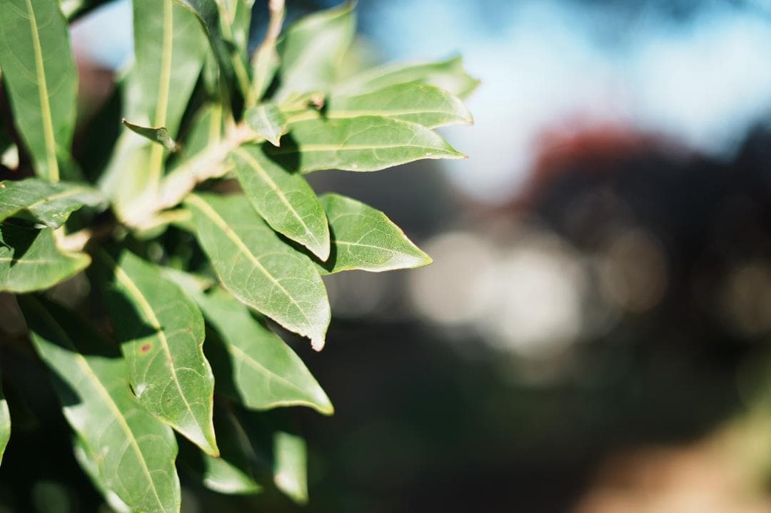 プロ検証済｜SONY FE50mm F1.8 日常を特別に変える 371