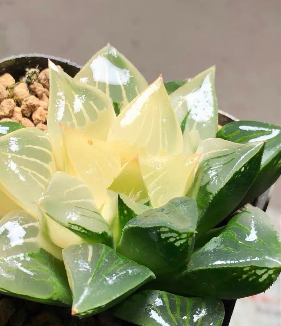 じ*む様 多肉植物　ハオルチア　ムチカ錦　変異系　巨大化