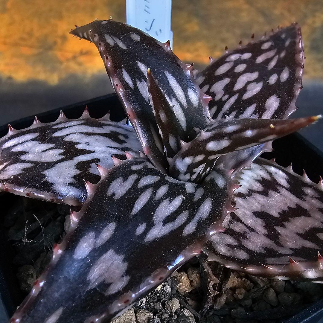 速達発送☆多肉植物 アロエ ヘミンギー