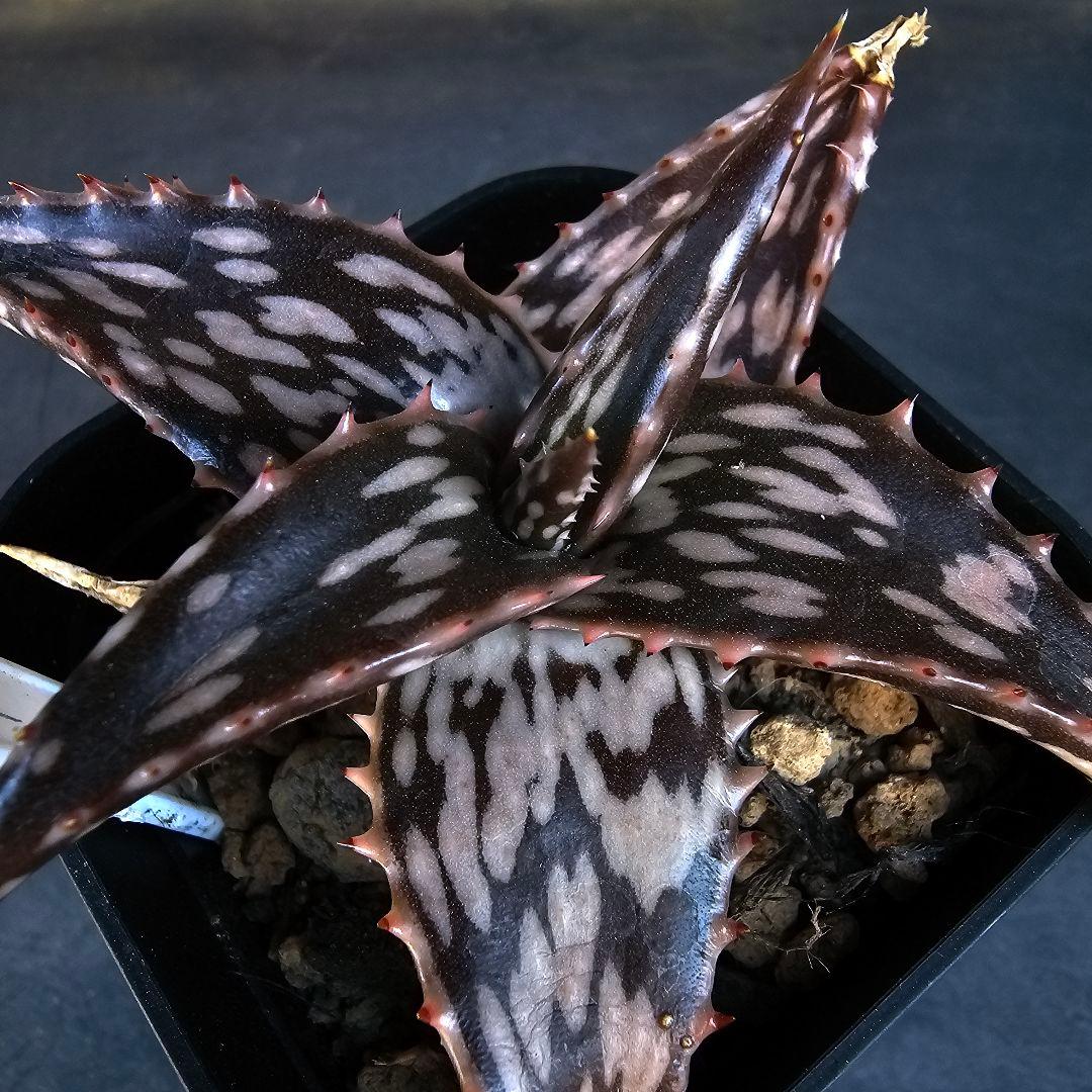 速達発送☆多肉植物 アロエ ヘミンギー