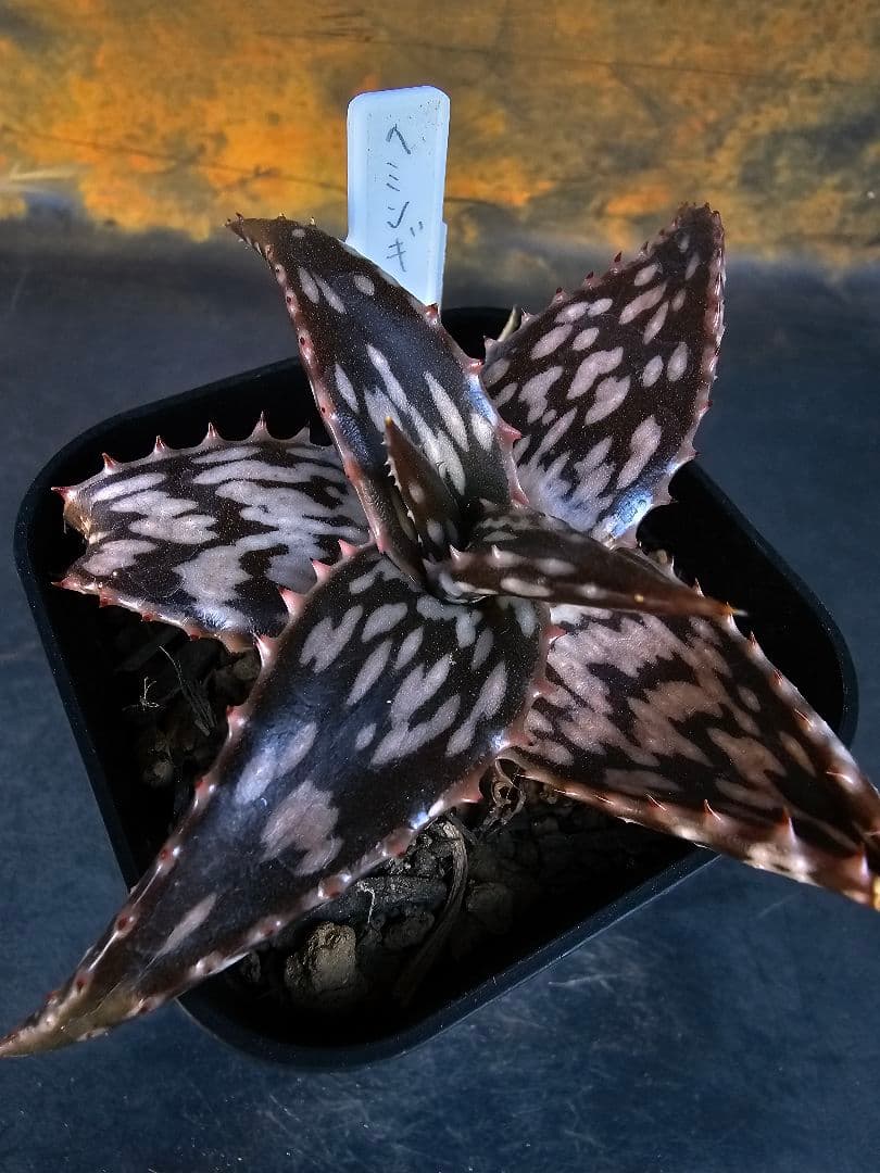 速達発送☆多肉植物 アロエ ヘミンギー