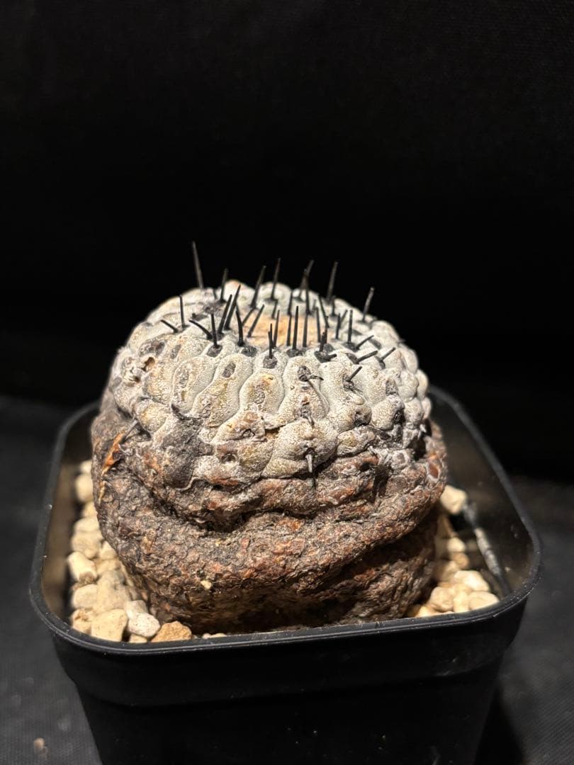 発根済み 孤竜丸 コピアポア コルムナアルバ