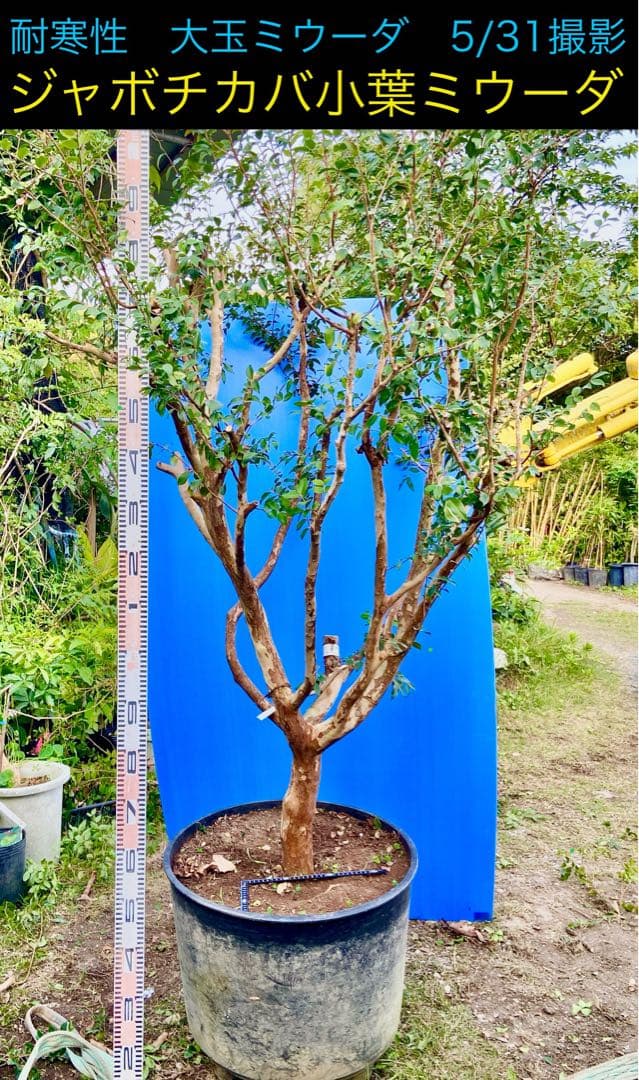 青木 禎斉様用　正月特価1万値下❗️耐寒ジャボチカバ　小葉ミウーダ大株　希少