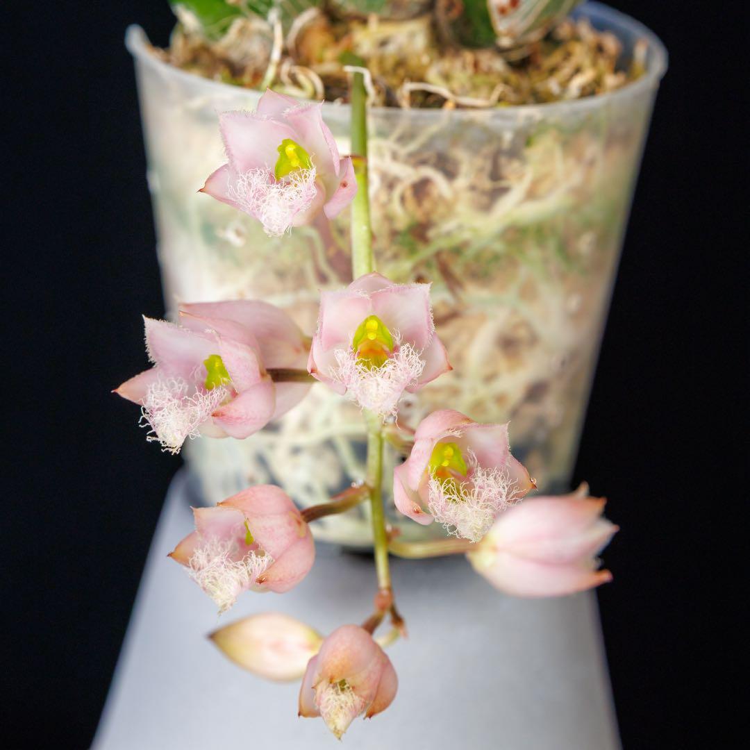 タケノコ蘭 Clowesia rosea SVO選別個体 カタセタム