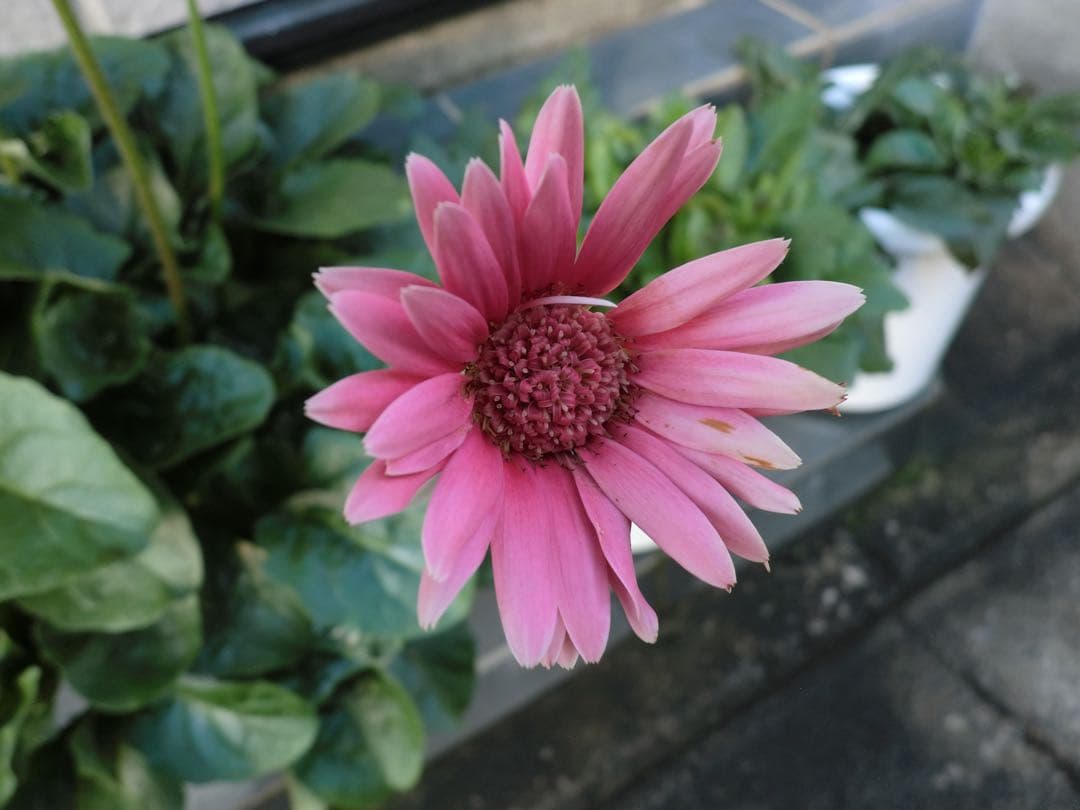 CASIO EXILIM EX-Z2300 コンデジ CCDセンサー