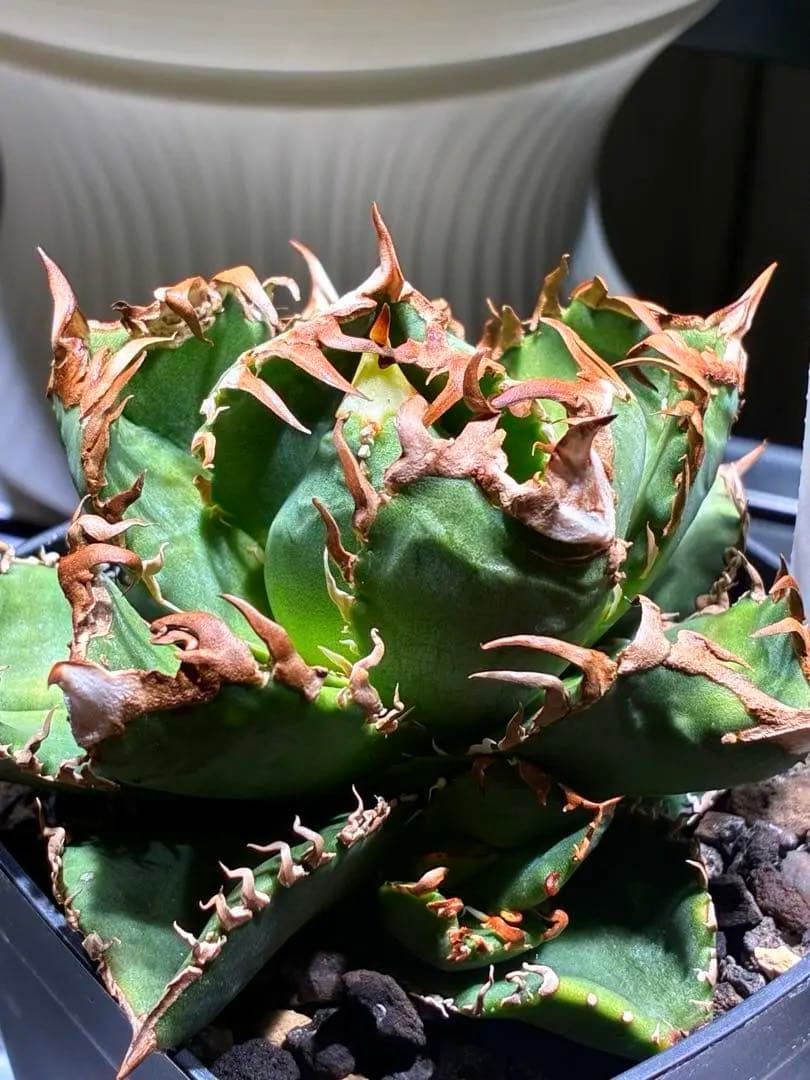 アガベチタノタ　皇冠　クラウン　親株　子株付き 　コレクション株　⭐︎タグ３枚付き