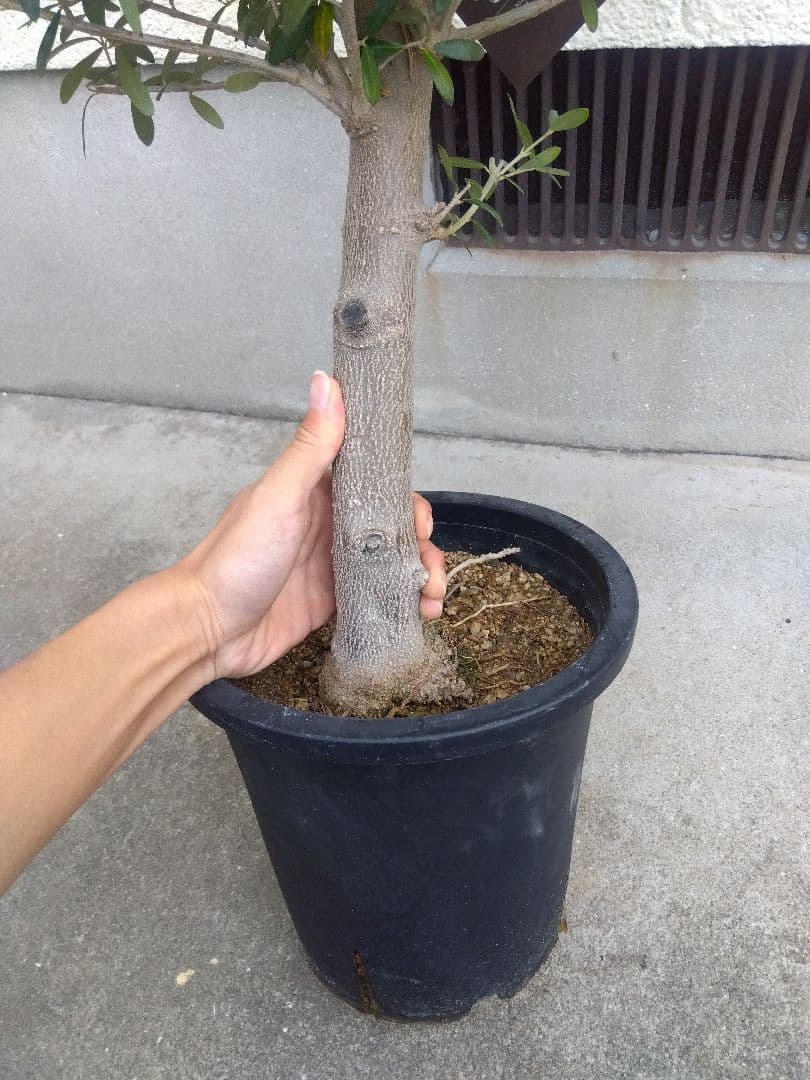 オリーブ　創樹　souju　ネバディロブランコ　8号鉢つき 極太❗　い