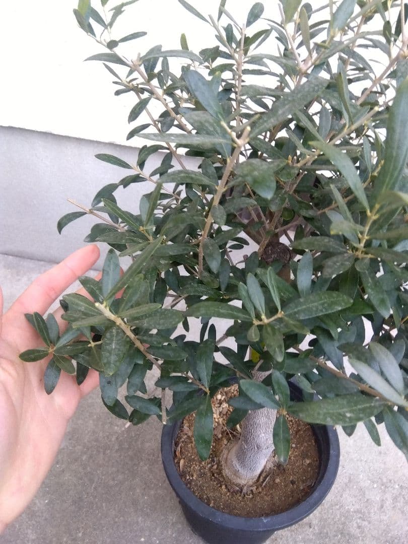 オリーブ　創樹　souju　ネバディロブランコ　8号鉢つき 極太❗　い