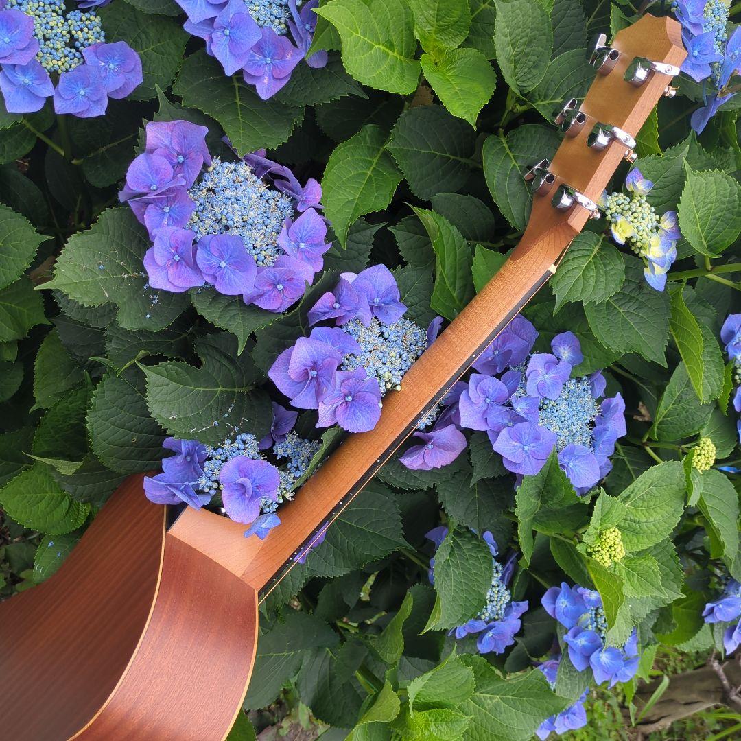 Taylor Academy 12e エレアコ中古