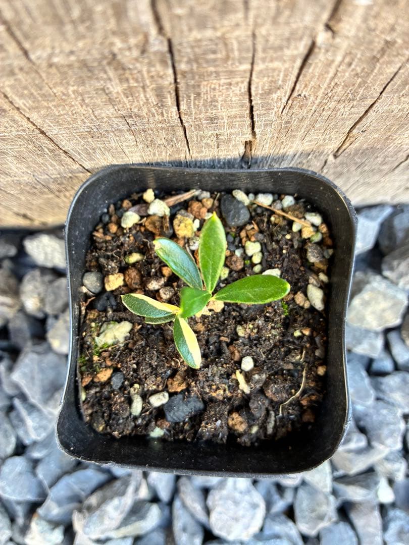 斑入りオリーブ苗　A