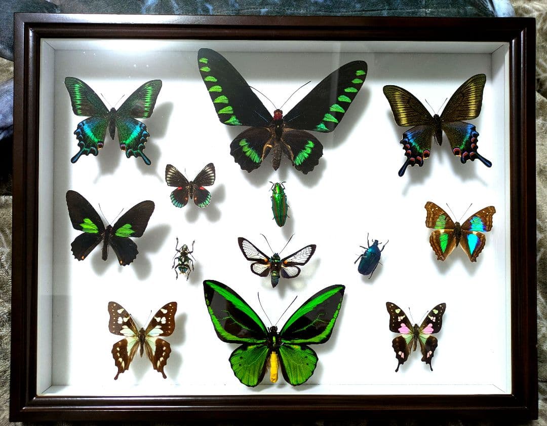 標本　まとめ売り