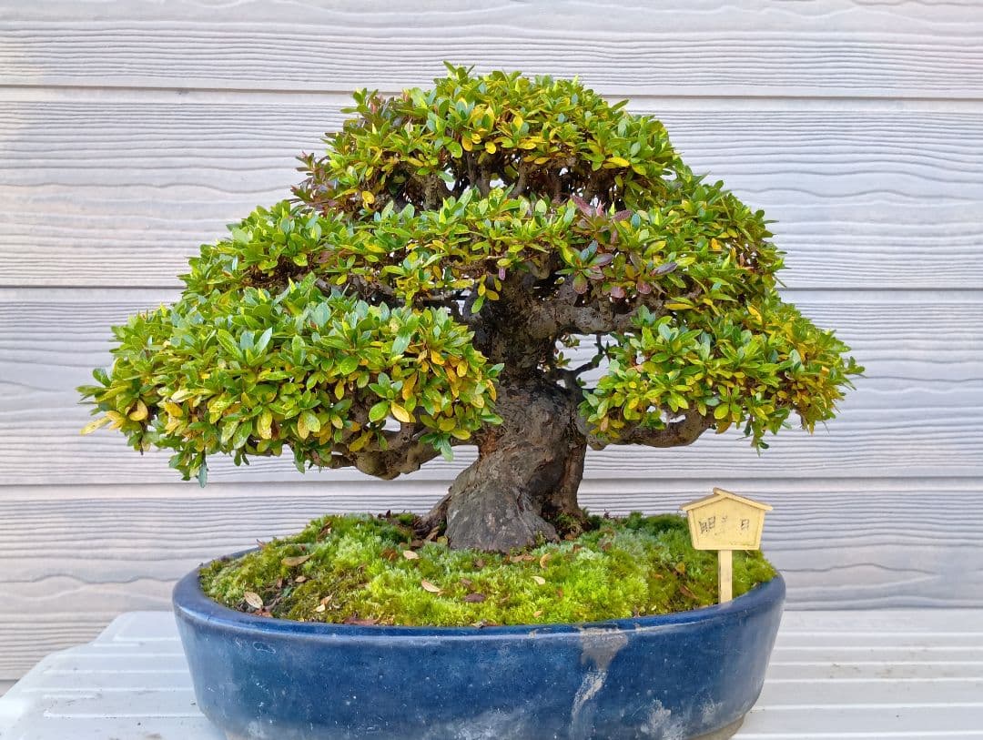 ‼️盆栽‼️皐月盆栽‼️明美の月‼️