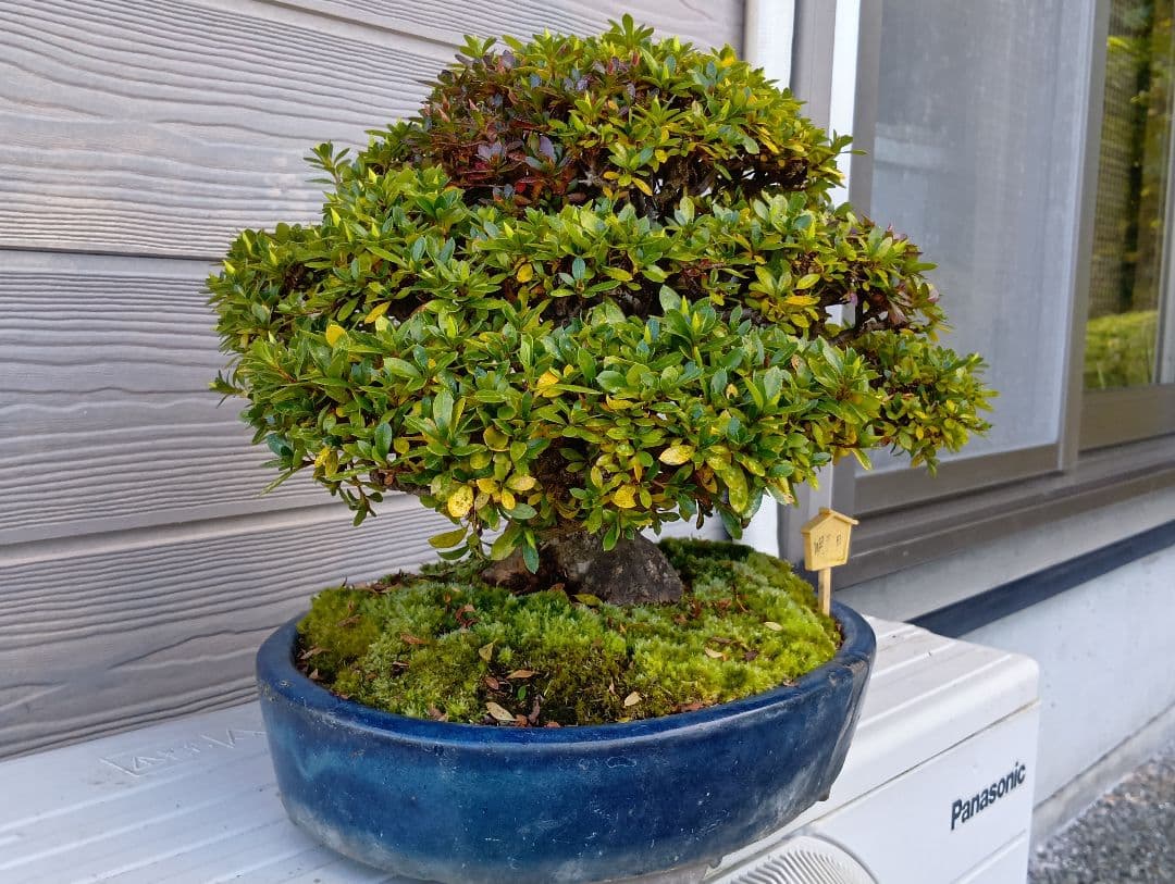 ‼️盆栽‼️皐月盆栽‼️明美の月‼️