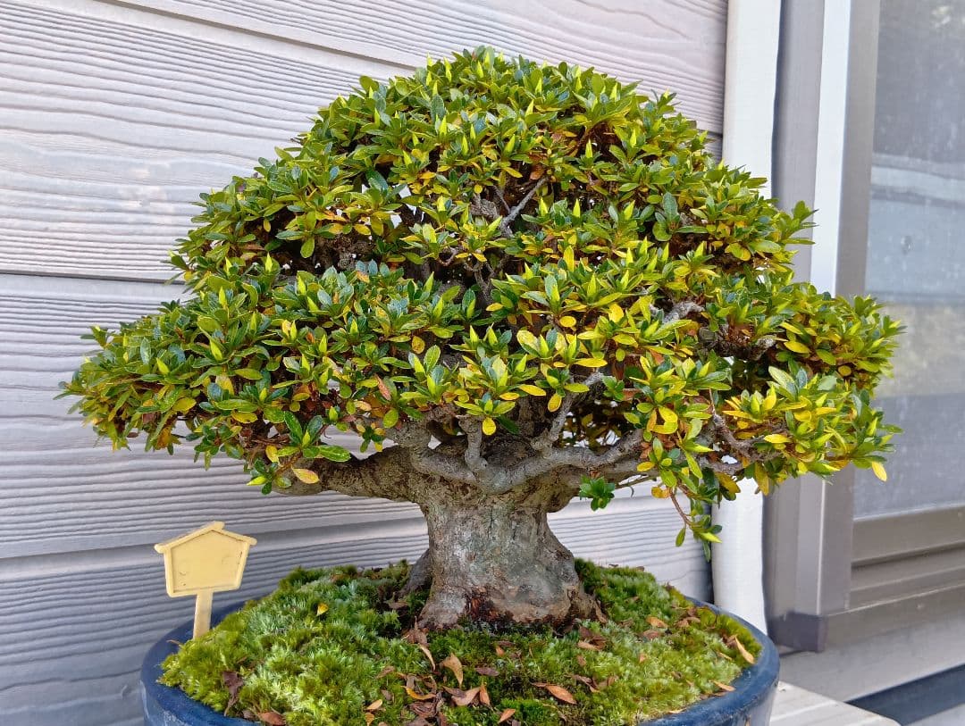 ‼️盆栽‼️皐月盆栽‼️明美の月‼️