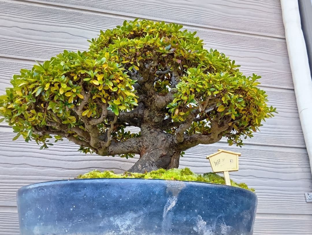 ‼️盆栽‼️皐月盆栽‼️明美の月‼️