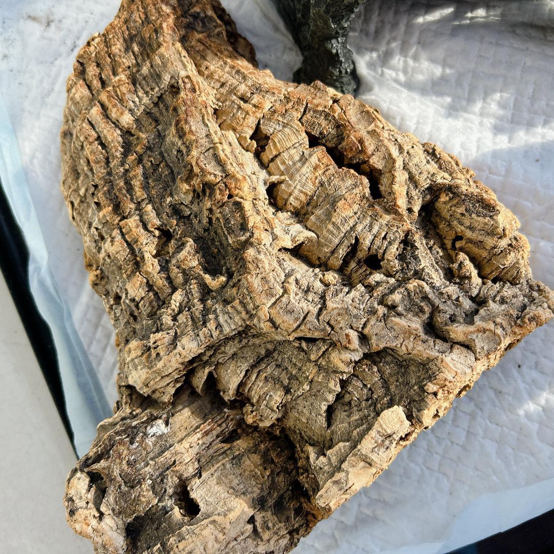 爬虫類飼育ケージ ライト インテリアセット 60x40x40cm トップテラ？