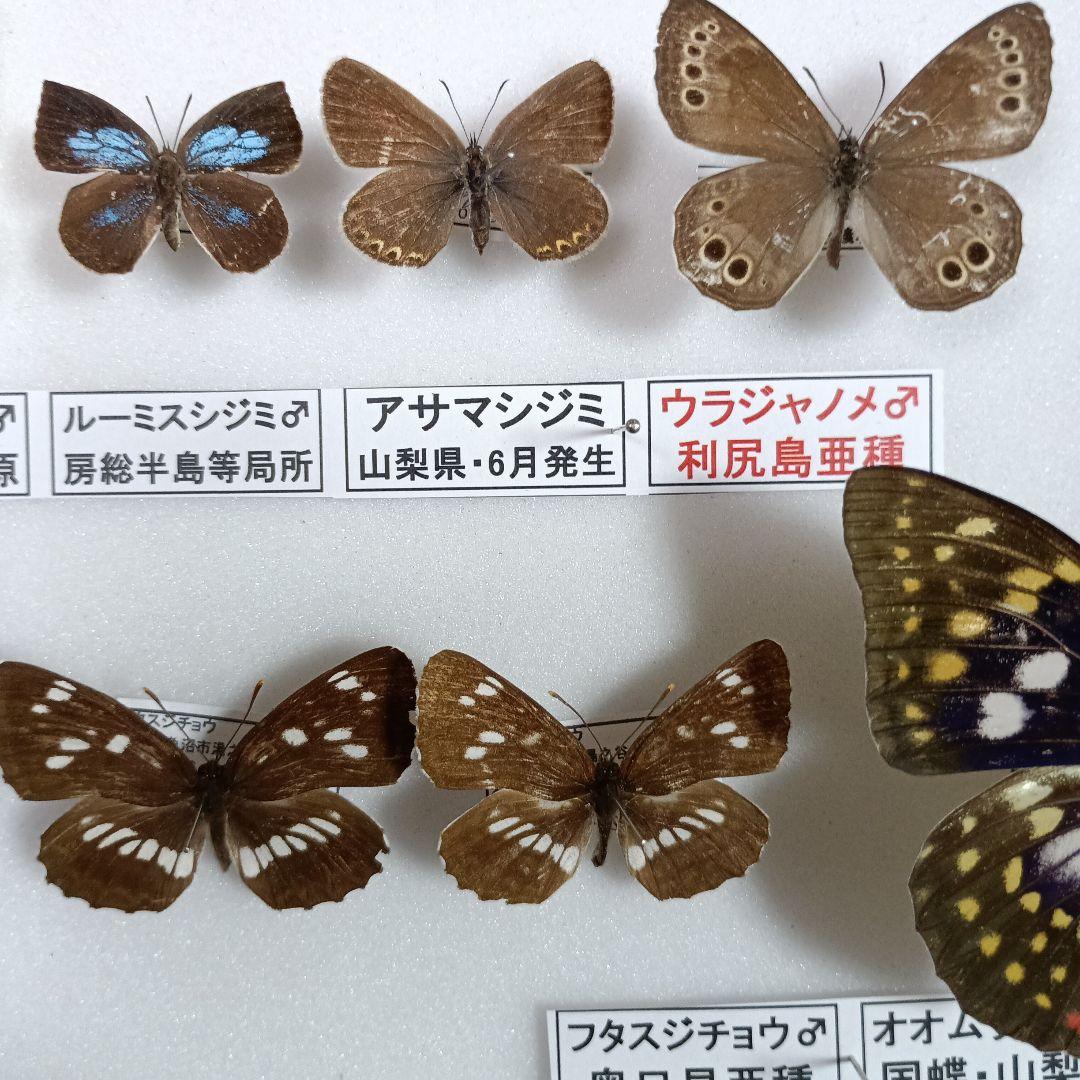 蝶の標本 年1回発生のウスバアゲハ・高山蝶・局所蝶