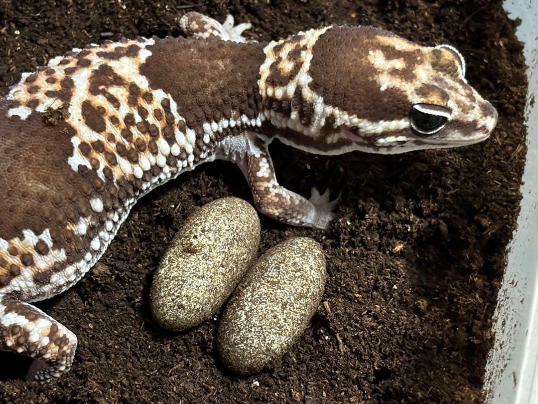 冷凍クロコL約1000匹1kg冷凍コオロギ