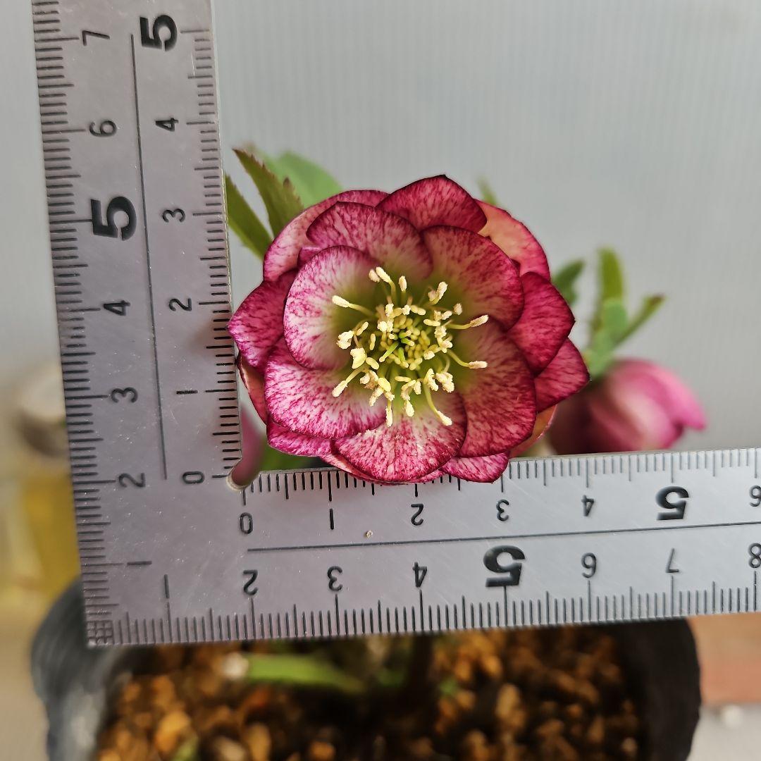 ㉖-291クリスマスローズ