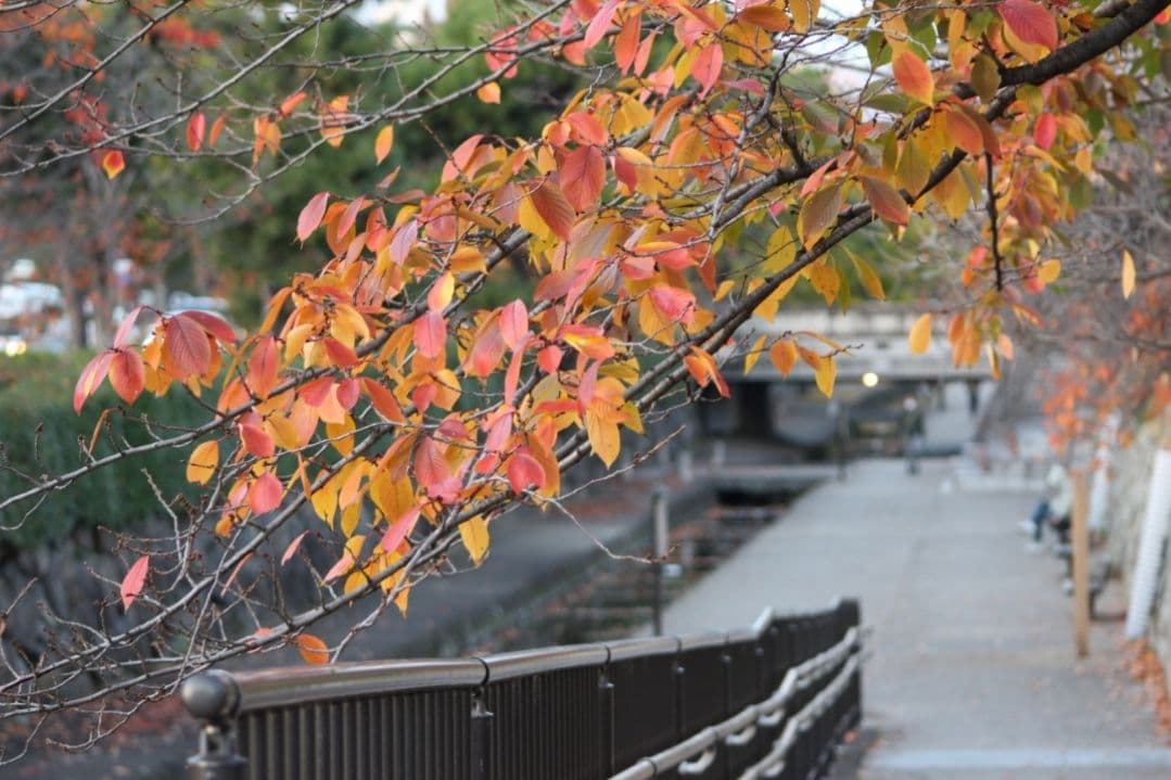 ❤即購入1000円OFF❤ Canon Kiss X7 単焦点 × 超望遠レンズ