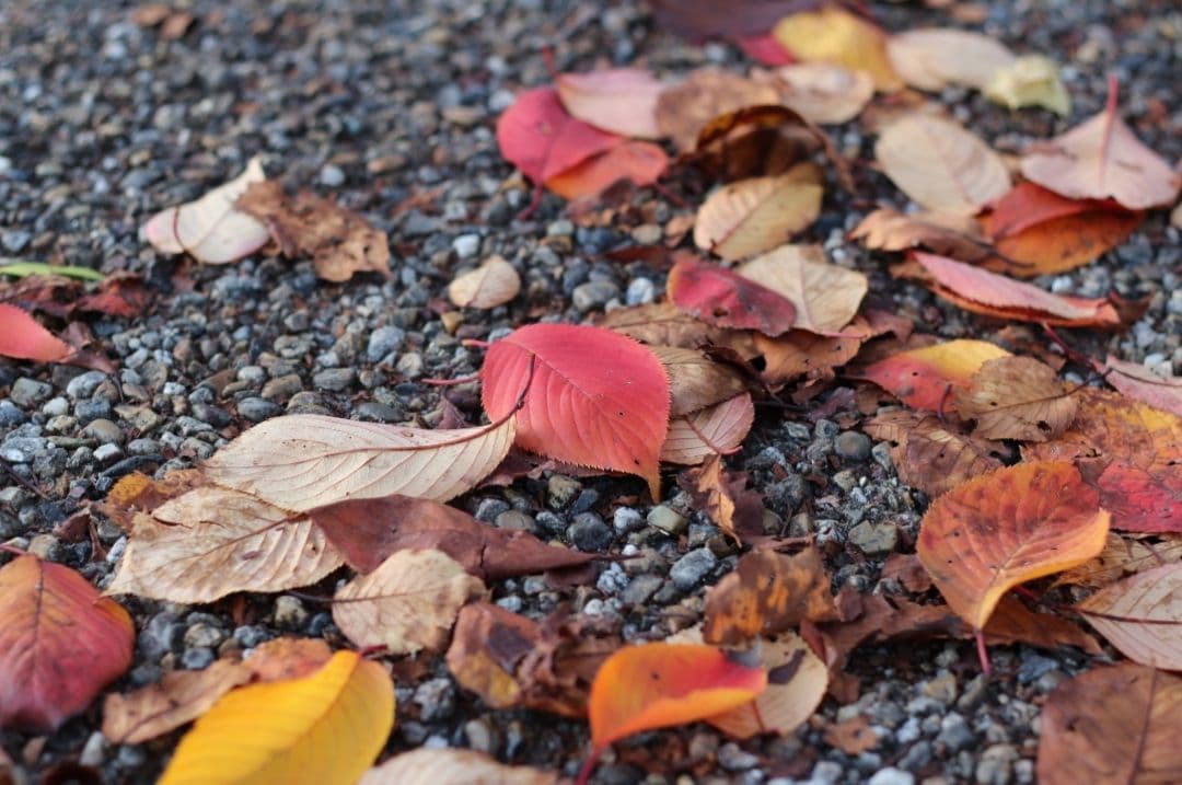 ❤即購入1000円OFF❤ Canon Kiss X7 単焦点 × 超望遠レンズ