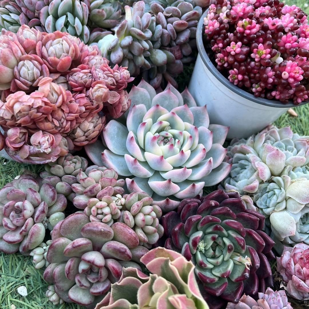 <1/31まで>2026多肉たにゆ袋　豪華12苗