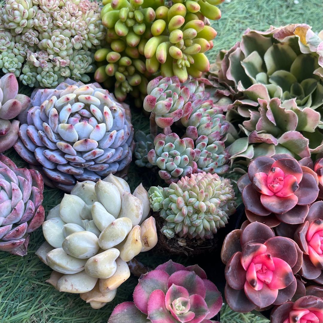 <1/31まで>2026多肉たにゆ袋　豪華12苗