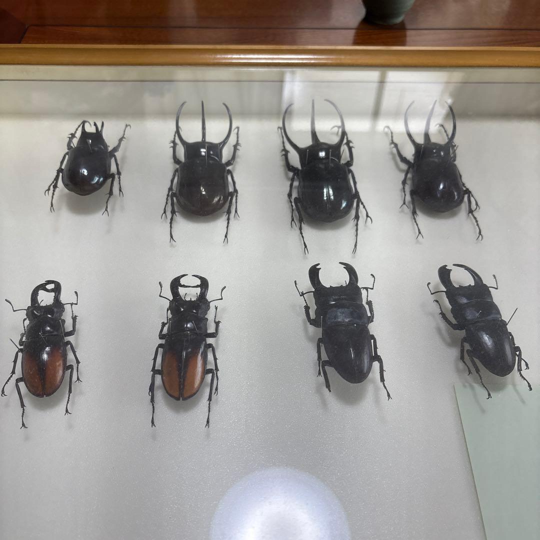 クワガタ標本 8体セット 展示ケース付き
