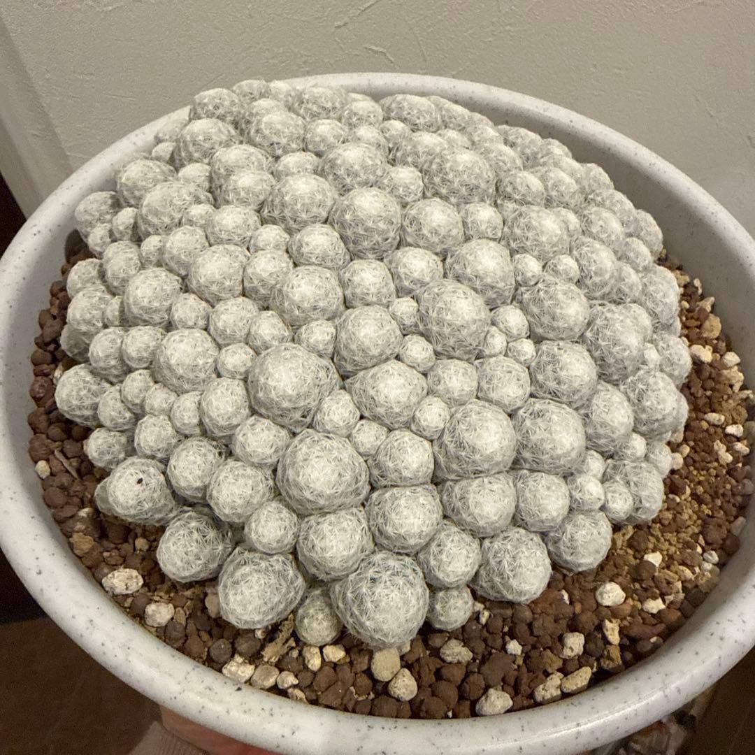 サボテン　姫春星　マミラリア　群生　30年もの