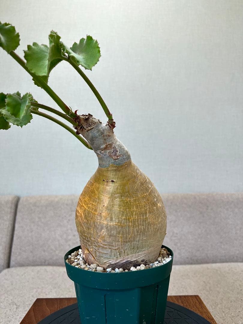 キフォステンマ マクロプス 現地球