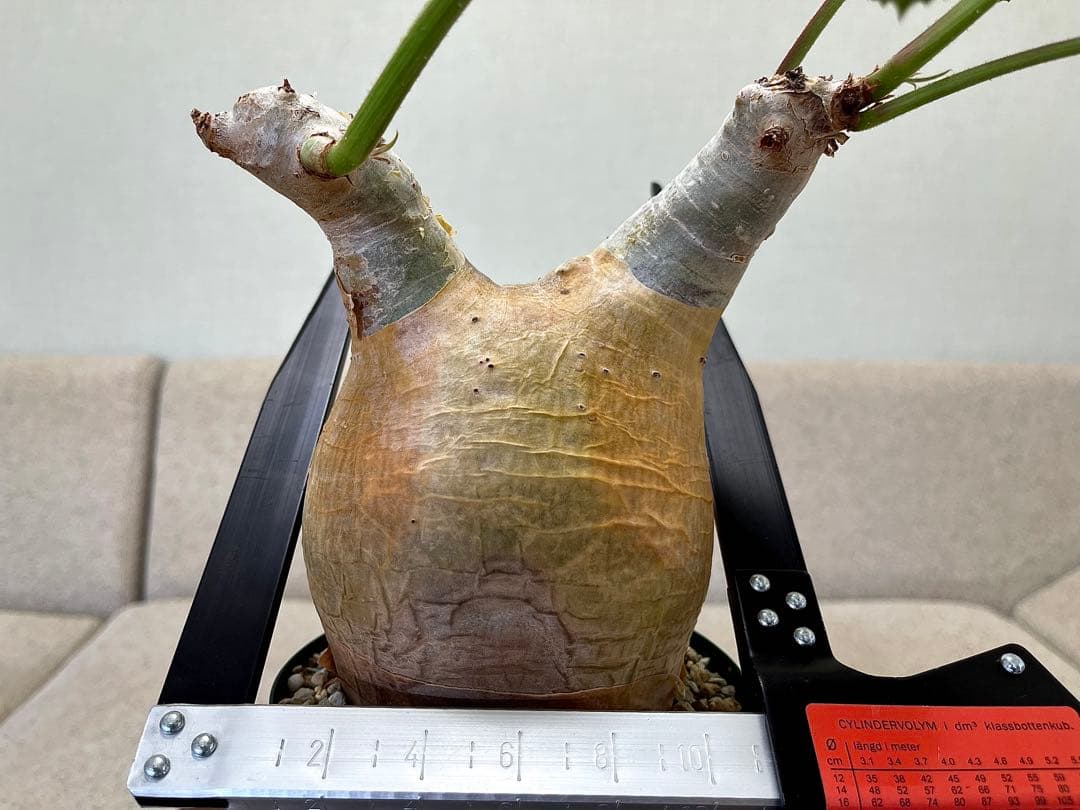 キフォステンマ マクロプス 現地球