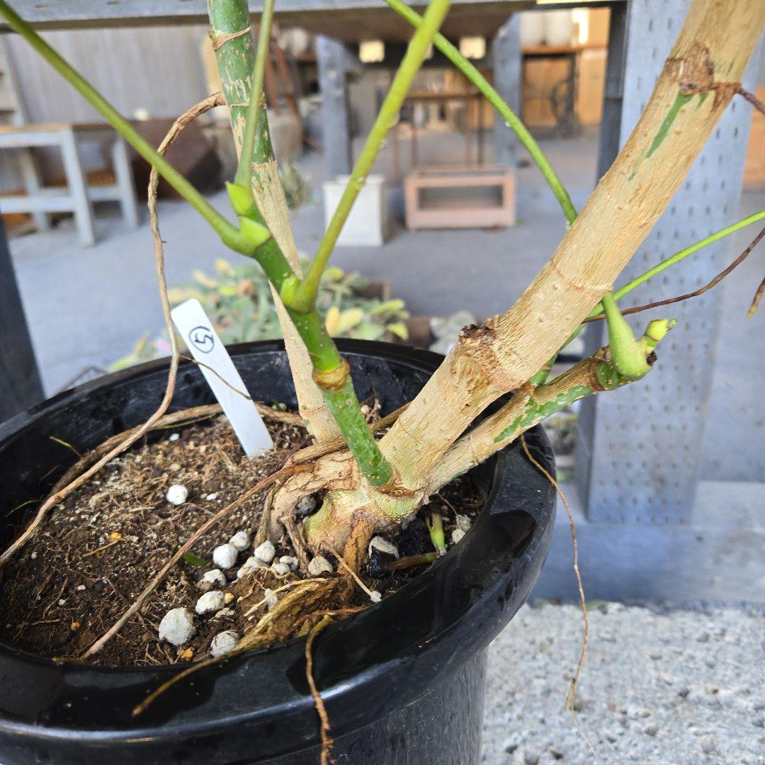 ⑤　シェフレラ　チェンマイ　曲がり仕立て8号特大苗木最高等級極上品‼️