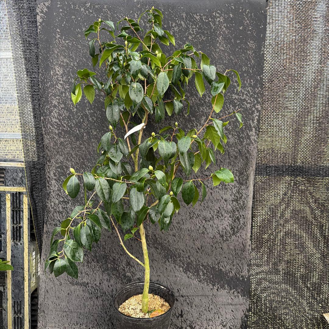 友久様ご確認苗楼蘭(ろうらん)と出雲紫