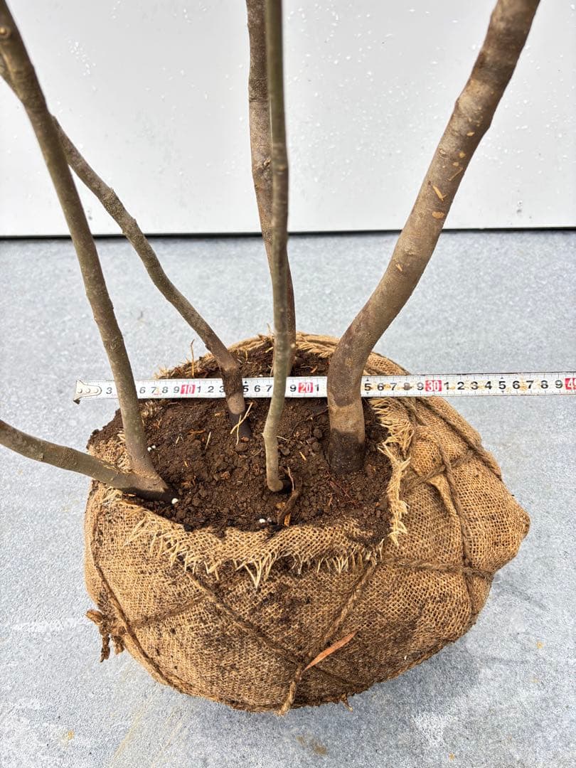 ねこがみ 美しい樹形が魅力 山採り ハイノキ 株立 663 樹高1.5m位