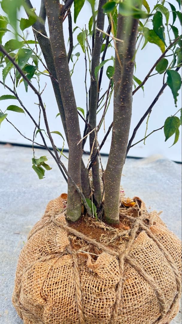 格安出品 早い者勝ち 良形の ハイノキ 株立 720 樹高1.6m位 高級樹