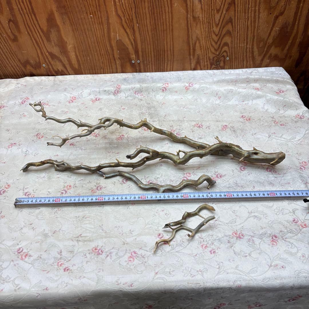 海松　深海松　レインボーコーラル　置物　素材