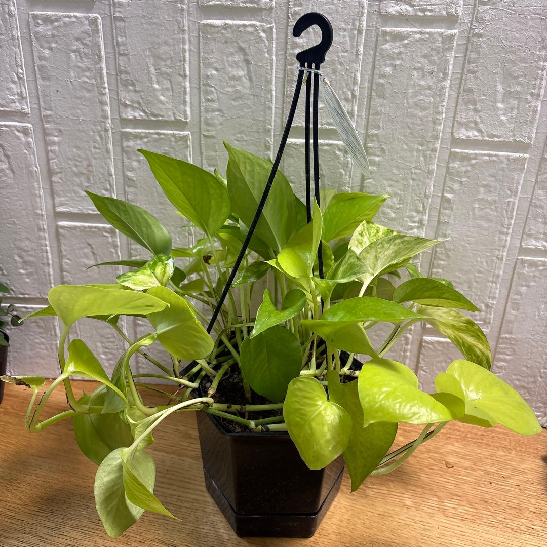 ako325ラナンキュラスラックス♡イカロス他計8点♡メルカリ便