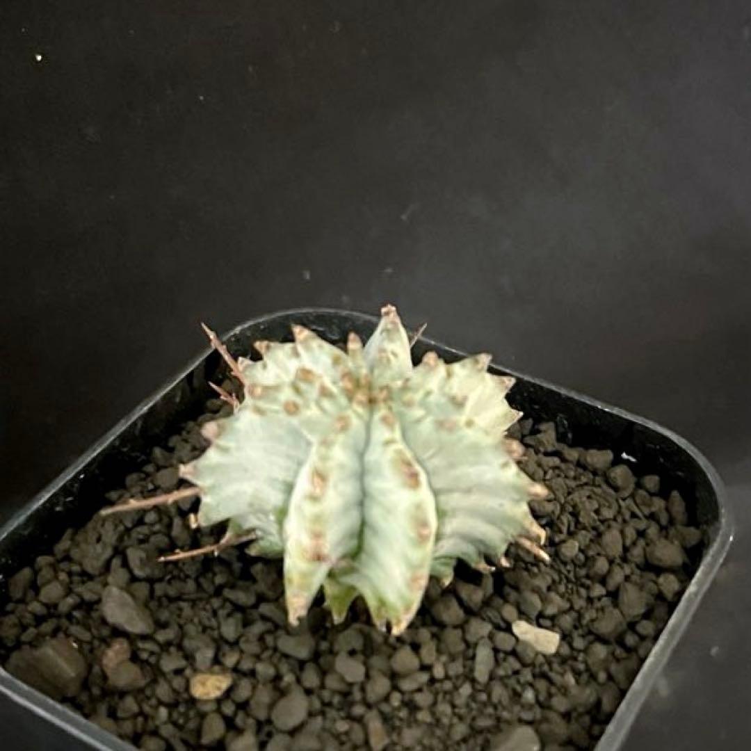 ま*ゃ様 ユーフォルビアホリダ 関上No.2ゼブラホリダ 純血統 カキ子