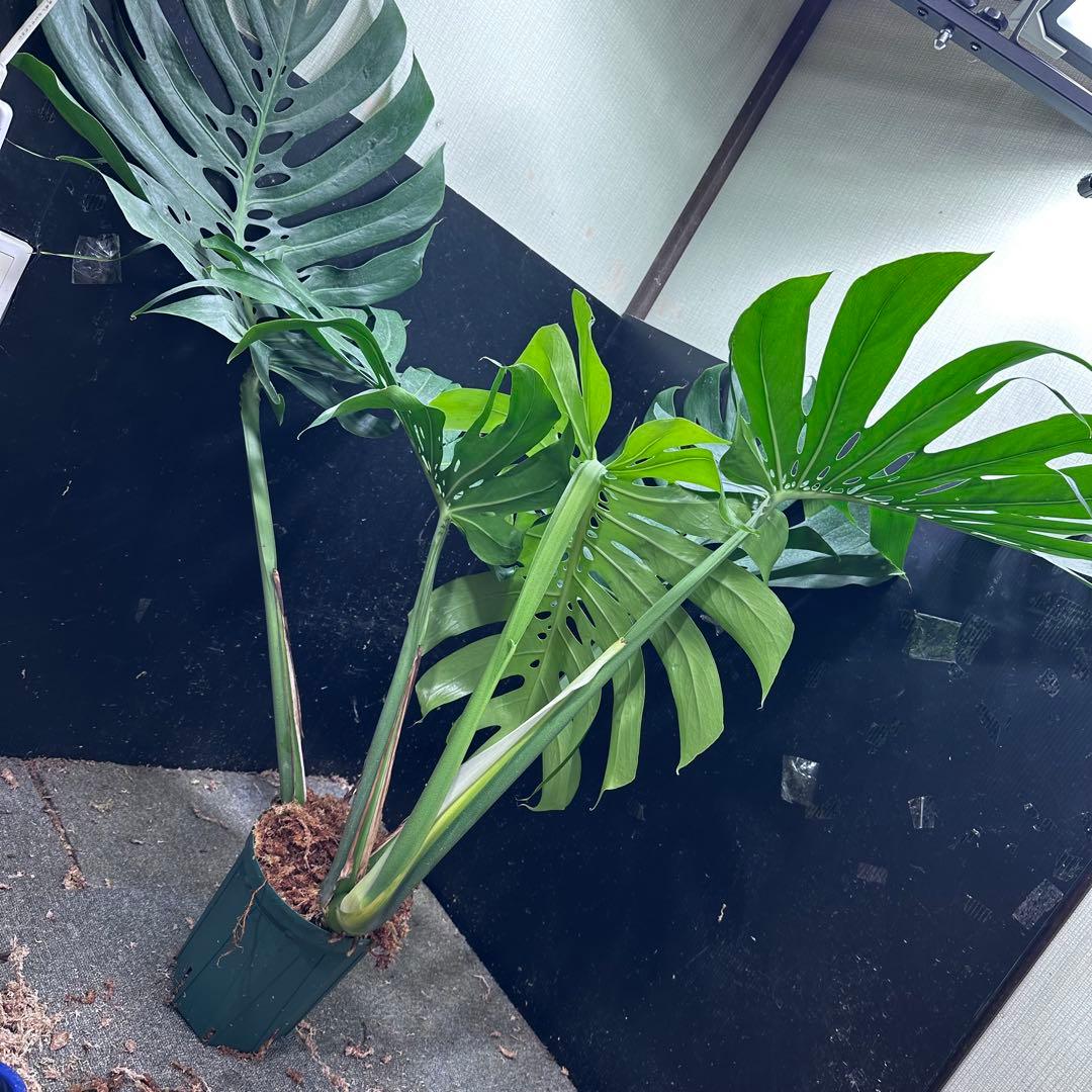 g*n様 モンステラデリシオーサマクロコズム超超大株超希少系統鉢植え高さ101㎝