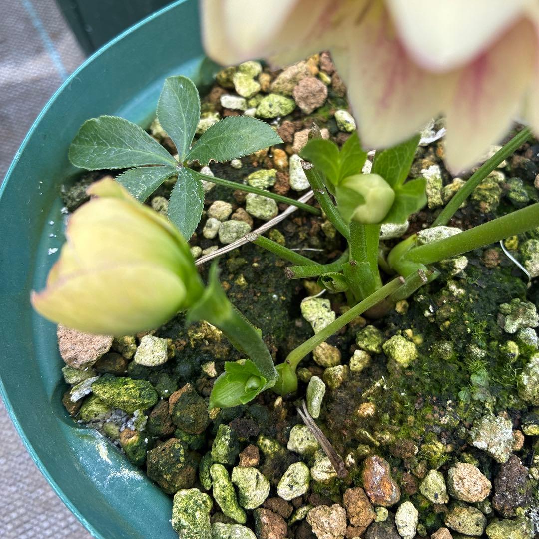 専用⭐︎　クリスマスローズ　難あり　イエローグラデーション　５寸