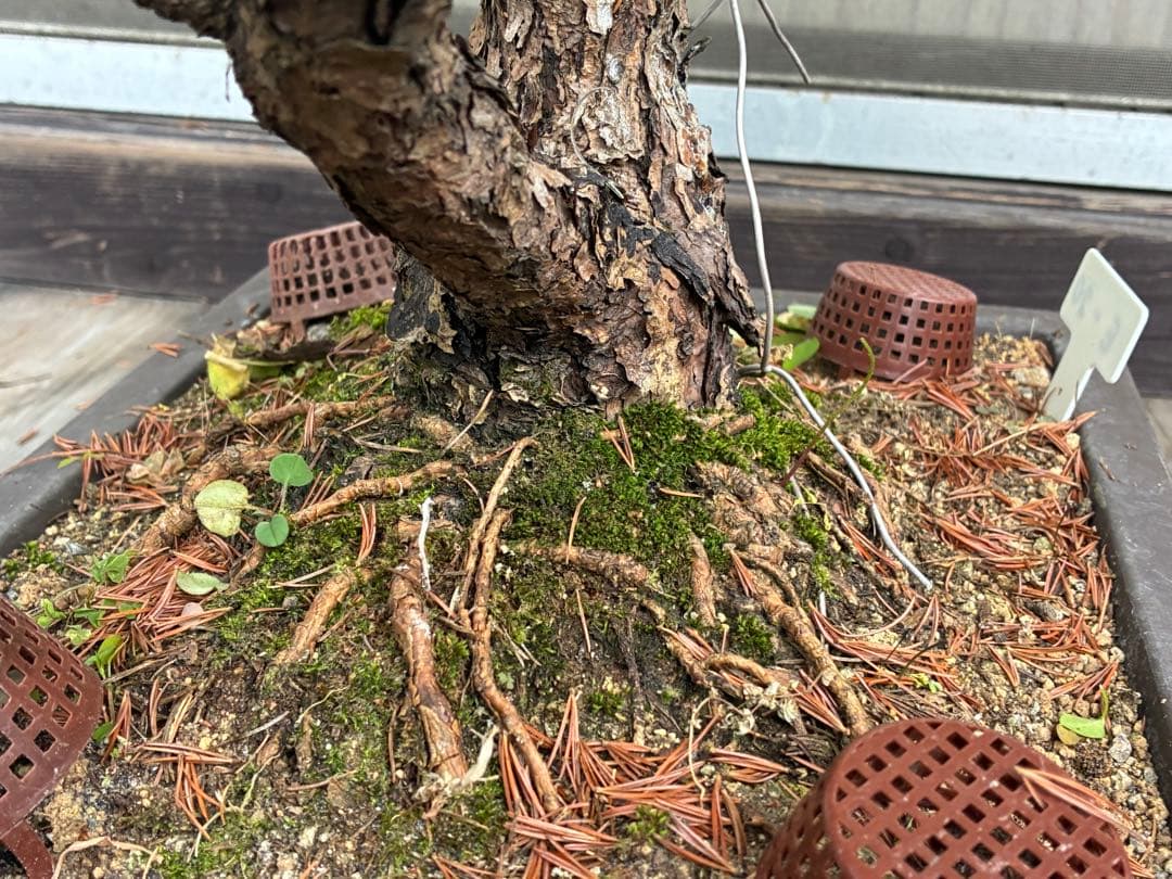 俊*様 ★盆栽★ 赤石五葉松　E- 20 樹齢70年以上　★愛媛県より発送★