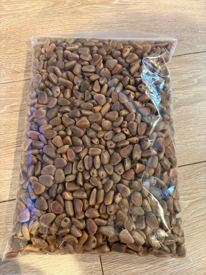 2025年10月北海道 で収穫した 松の実5kg