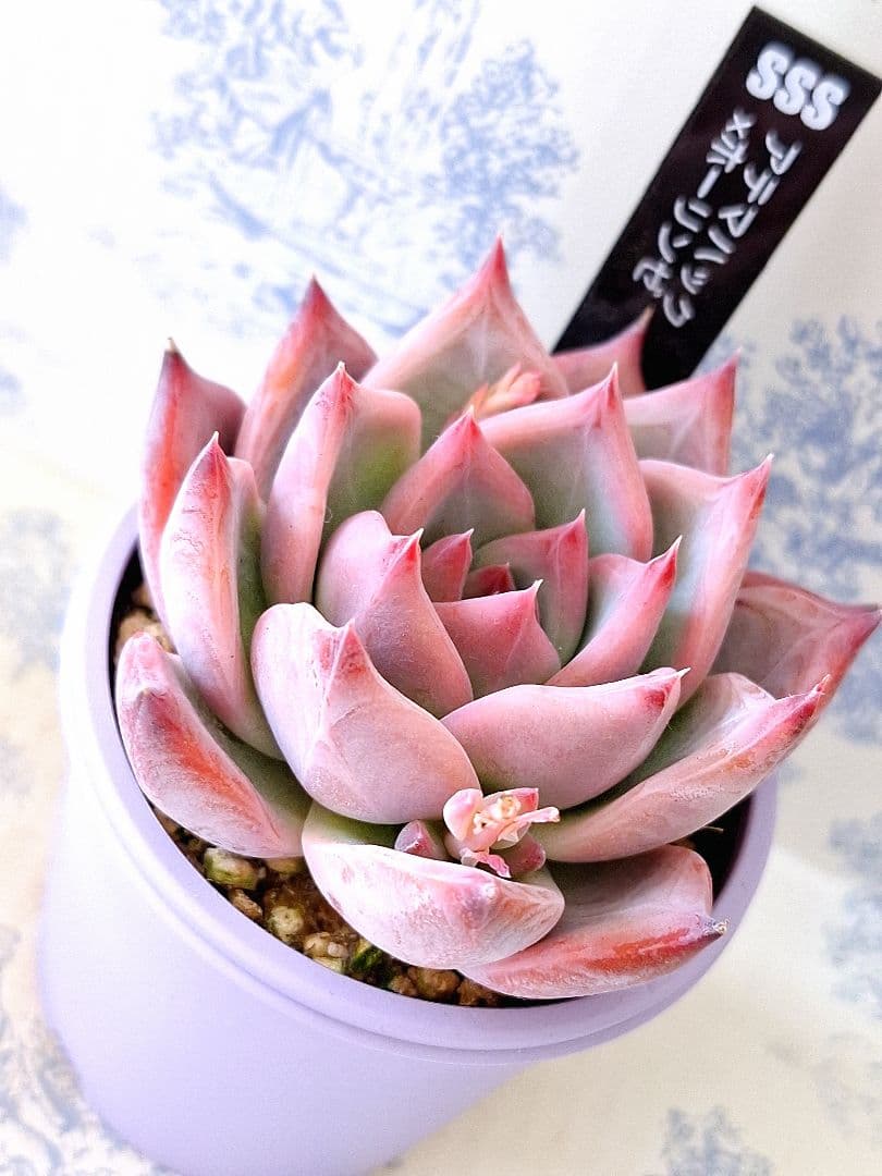 ꕤclara*様 リクエスト 3点 まとめ商品