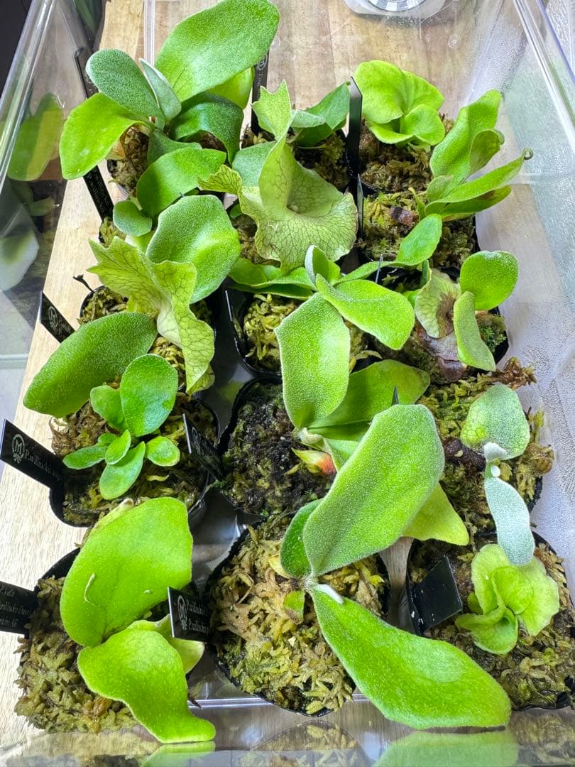 ビカクシダ　15種　ラスト